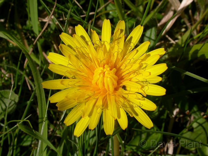 Dandelion - A.JPG - Dandelion - Somerset
